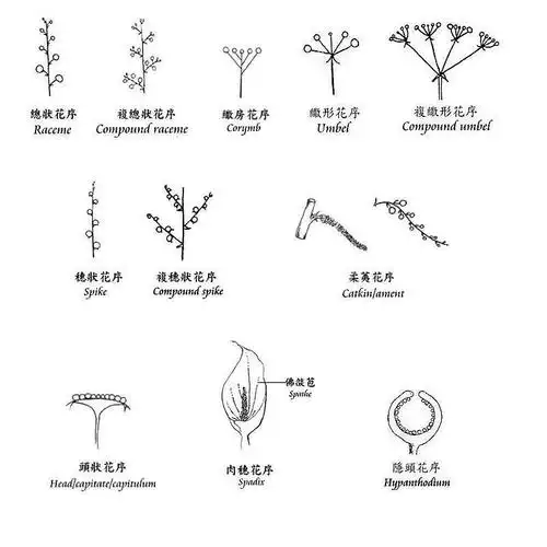 花序的类型有哪些?最好附图