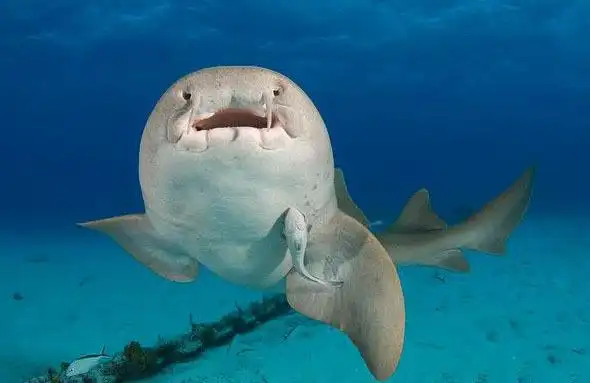 铰口鲨 (动物| 板鳃亚类)