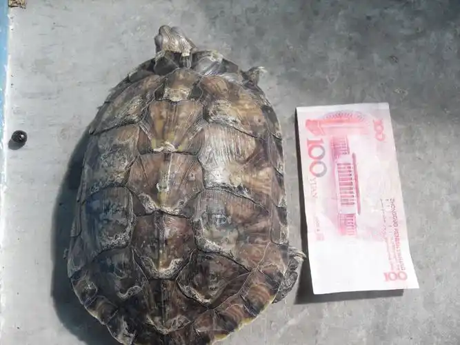 大巴西龟这两天醒来了,放水里时发现它吸气张嘴,呼气时用鼻子并发出长