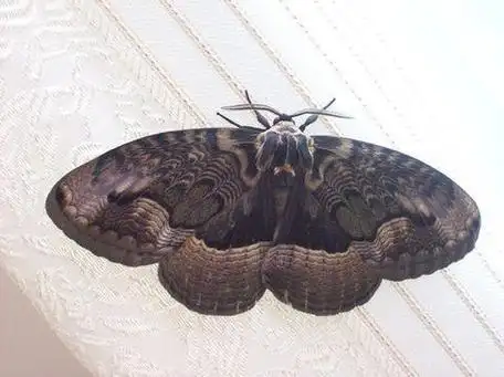 家里有只手掌大的飞蛾请问哪位知道这是神马蛾子啊如图