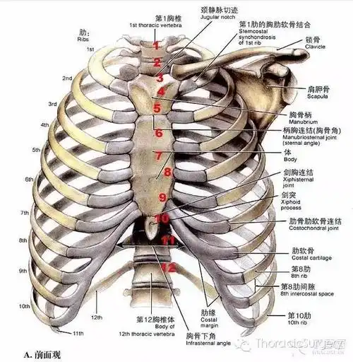 胸腔体表定位及胸腔积液量评估