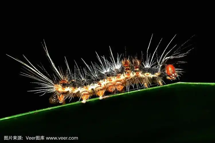 绿叶上的毛毛虫(黑色背景)