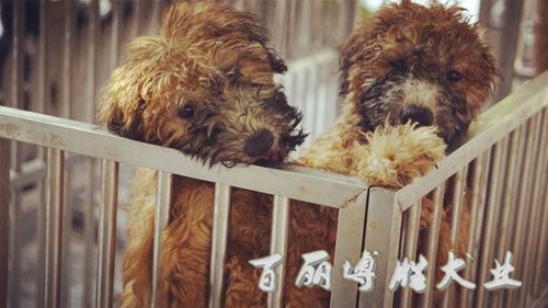 软毛麦色梗犬 纯种幼犬公中型犬家养不掉毛的狗