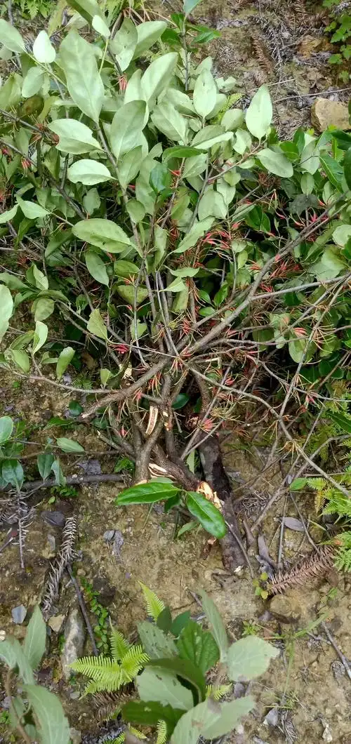 难得一见的枫寄生,今天终于遇到你了! - 抖音