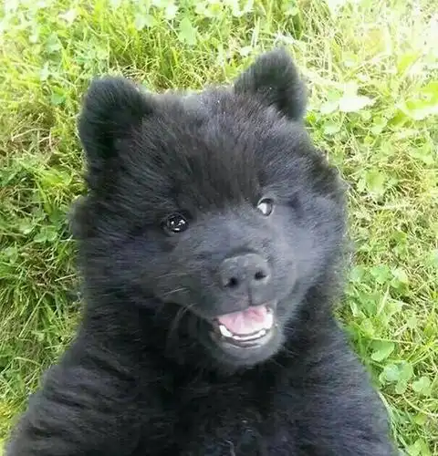 请问一下大家,这是什么品种的狗狗啊?长得好像熊啊