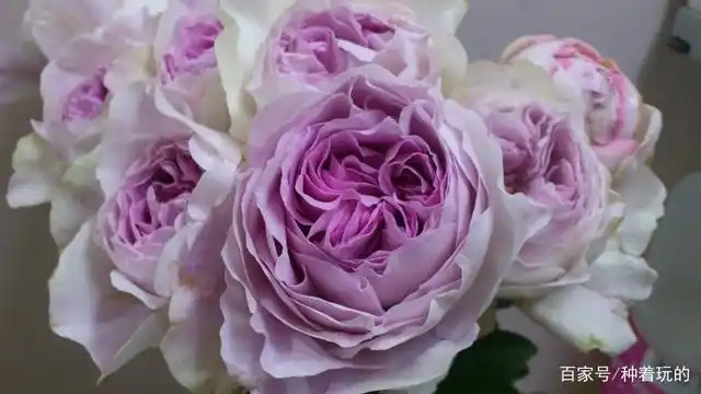 伊芙系列中的小霸王,伊芙紫苑,悠然的暗紫色系月季,高贵典雅