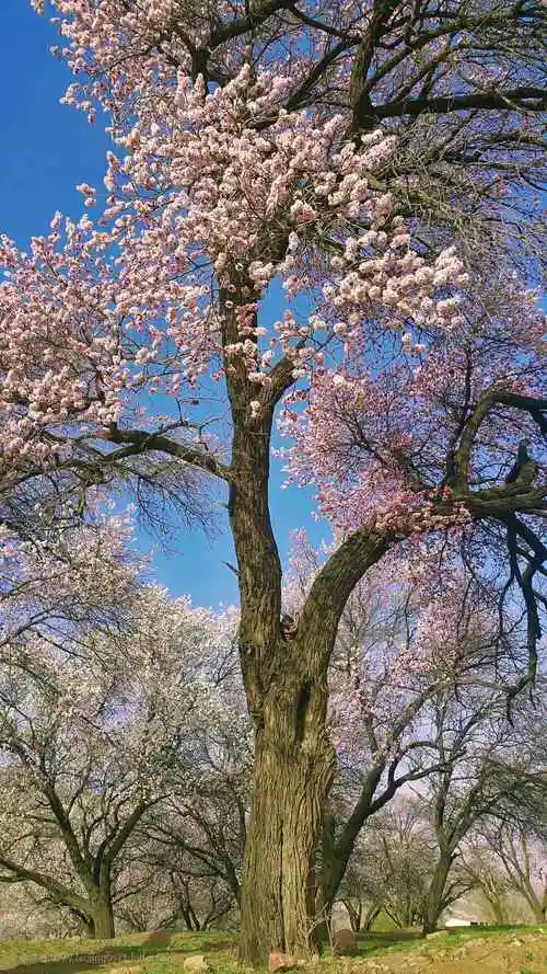 美丽的杏花树手机壁纸(3张)