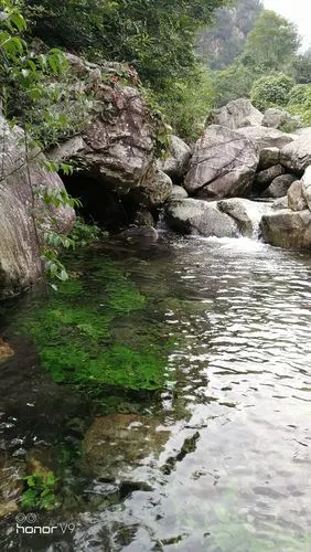清澈的溪水中生长着不知名植物,那么的绿,那么的绿