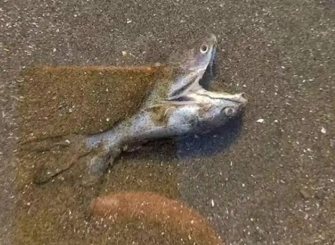 巴西圣保罗海滩惊现爱心双头鱼存活率低极罕见