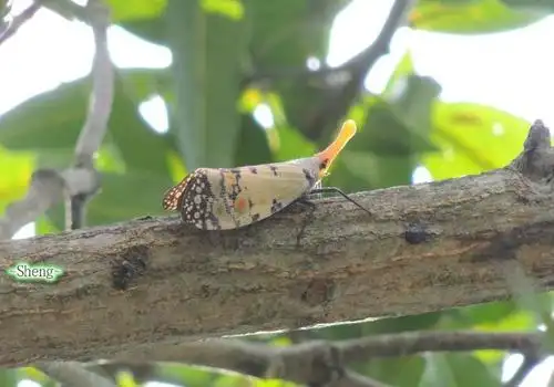 鉴定学名 渡边氏东方蜡蝉  pyrops watanabei (matsumura, 1913)待