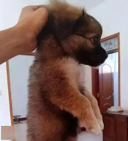 狗狗的21种行为解释养狗人必知(养狗5年总结了狗狗的)(7)