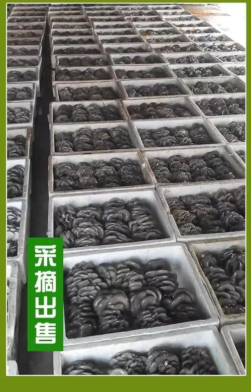 江都天达食用菌研究所1店 平菇原种平菇菌种平菇二级种 二区购买原种