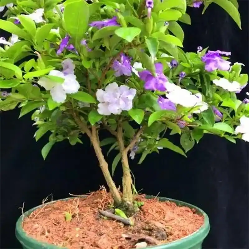 今天,我们就来聊一聊盆栽紫茉莉的养殖方法和注意事项.