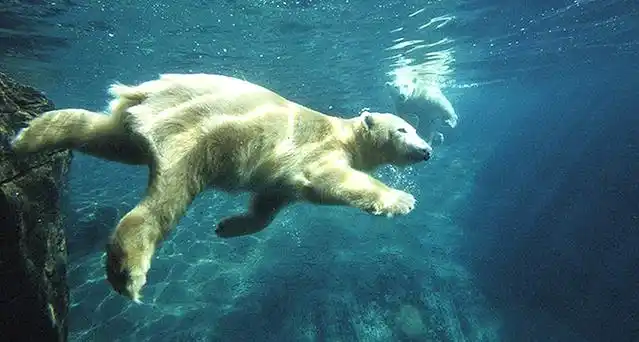 一日游【烟台出发-蓬莱海洋极地世界 文成城堡网红打卡】,一日游门票