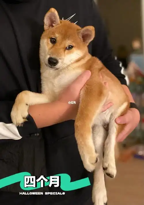 我叫umi,已经一岁零四个月了,是个赤柴小男生,大眼睛大脑袋有白手套