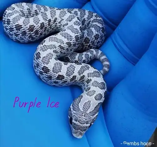 可爱呆萌会装死,你不知道的猪鼻蛇品系 —— 出人意料的"紫色冰晶"