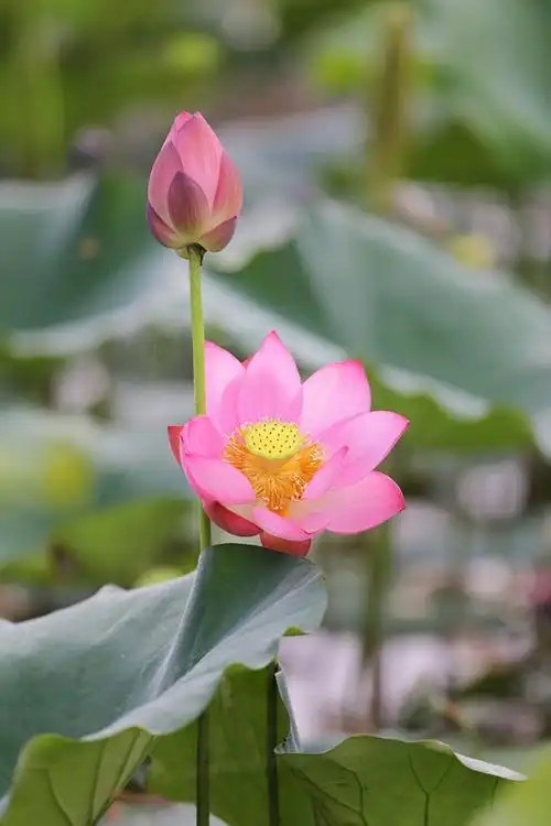 越南国花——莲花之美(组图)