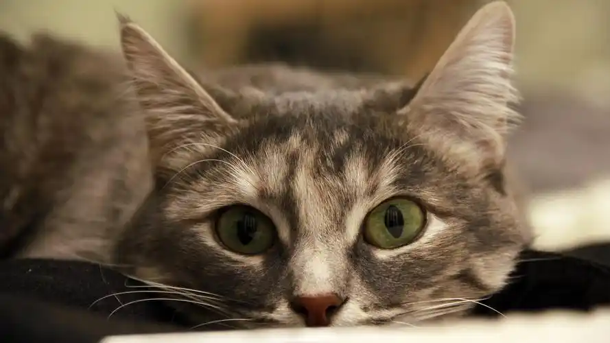 呆萌治愈系好看猫咪壁纸_萌宠猫咪温馨好看图_动物壁纸