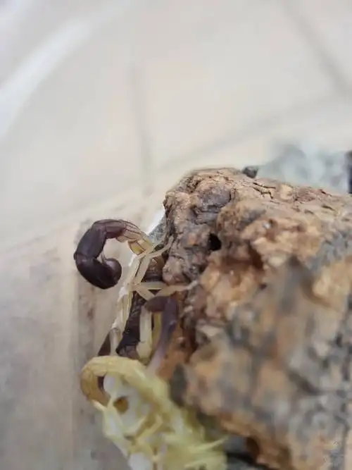 《进化贴》伊朗黑尾鳄背蝎-hj-(5进6)