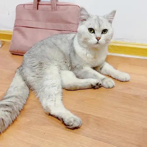 猫咪谁家走丢了银渐层