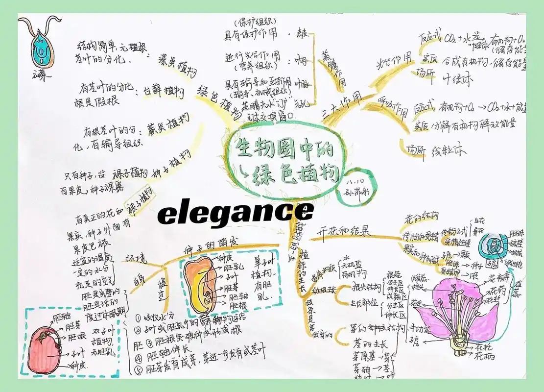 生物圈中的绿色植物思维导图 91生物作业分享    包含被子植物的