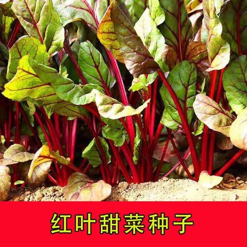 红叶甜菜种籽叶用金叶甜菜红牛皮菜红梗菜菠菜种籽厚皮菜蔬菜四季