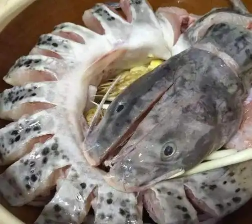 这鱼自带芝麻香肉质嫩滑又营养却因长得像鲶鱼遭人嫌弃