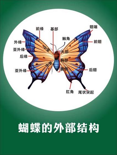 m769蝴蝶的外部结构图生物科学普及常识宣传挂图海报印制展板2674