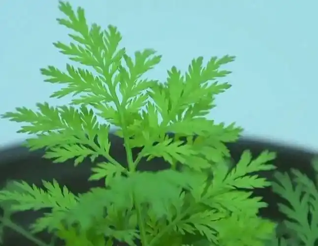 89岁屠呦呦,再次震惊世界!