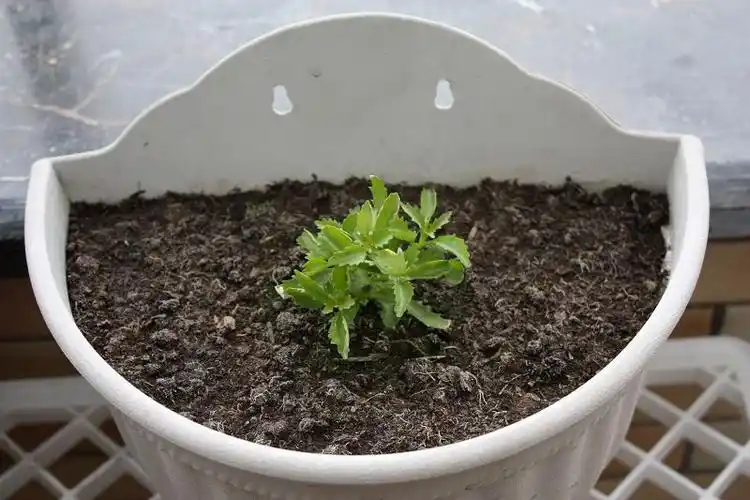 六倍利什么时候播种