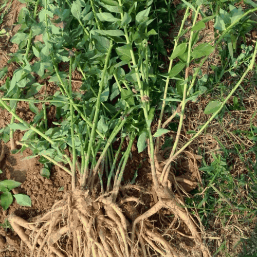 桔梗栽培技术规程