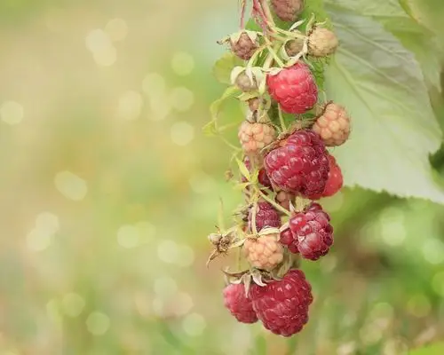 浆果,树莓,分支,背景虚化 壁纸
