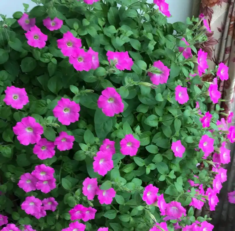 矮牵牛花期长开花多花谢了以后该如何修剪