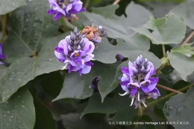 第2124回蚁狮榕小蜂紫胶虫隐头花序青果榕属