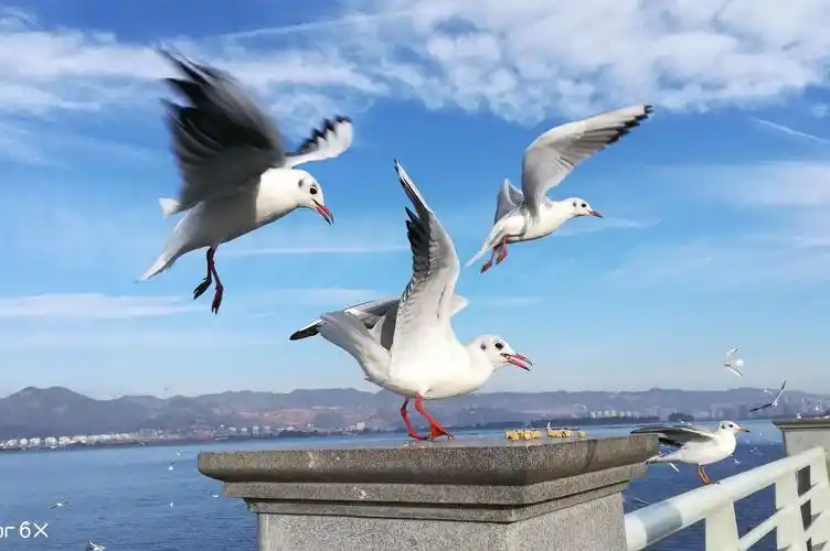 昆明滇池红嘴鸥
