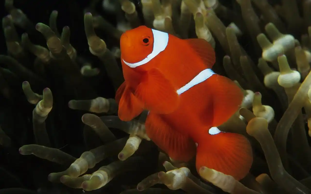 > 小丑鱼和海葵鱼热带鱼唯美宽屏桌面壁纸(1920x1080)