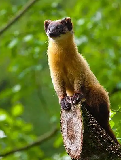 黄喉貂:哺乳类,国家二级保护动物.