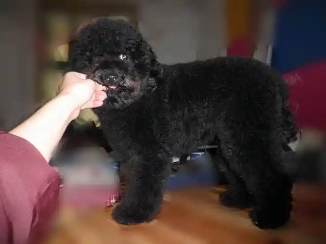 那黑色比熊多少钱并不是一个固定值,毕竟是一种比较少见的种类,当然