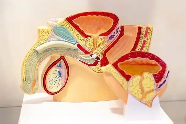 男人切除双蛋多长时间可正常饮食(男人切除两颗蛋)(3)