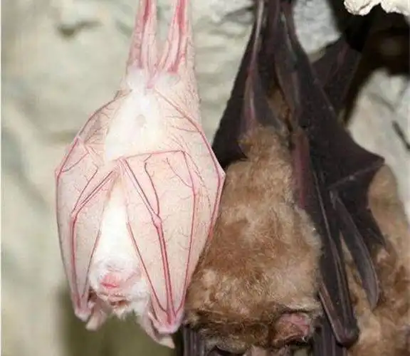 山中发现极为罕见的白色蝙蝠,生着生着没"墨水"了?