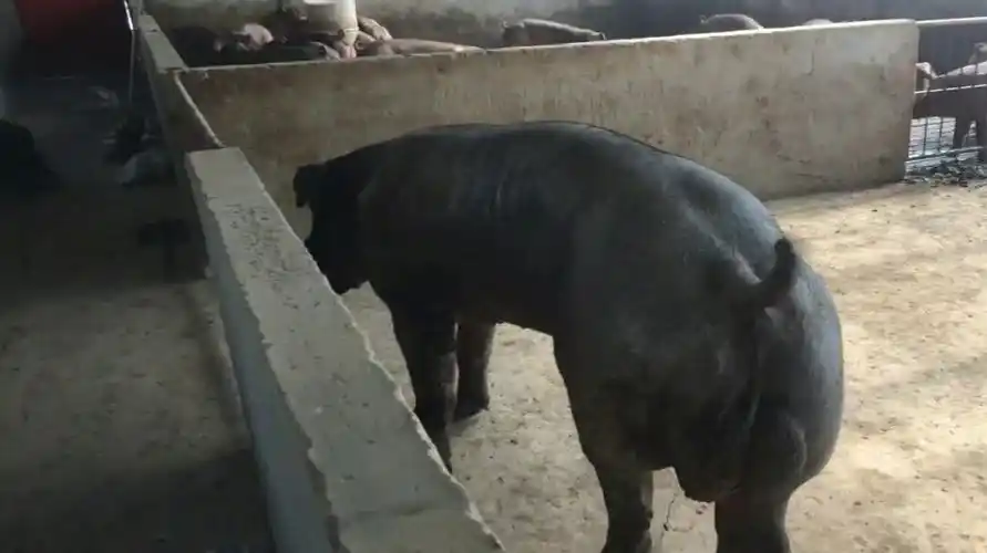 现有采精公猪40余头,品种有各品系:长白,大白,杜洛克,白杜洛克,黑公猪