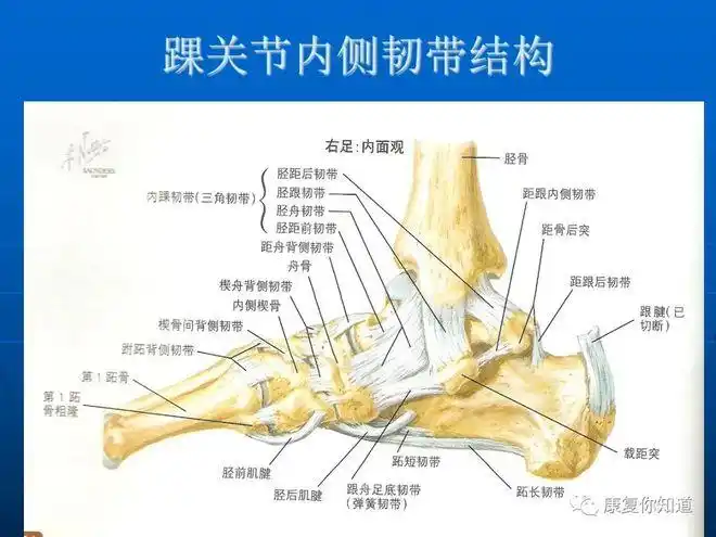 踝关节解剖建议收藏