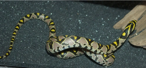 我在野外抓了一条蛇