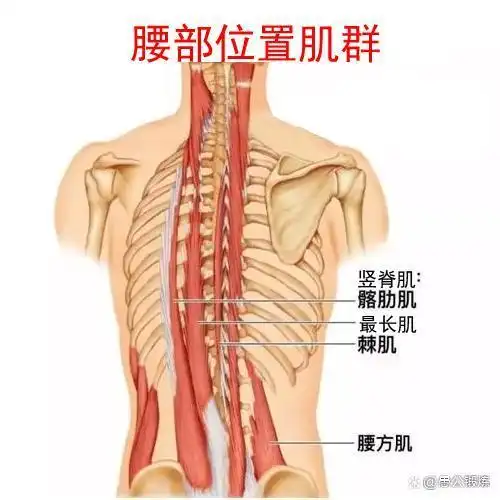 腰肌锻炼的几种简单方法