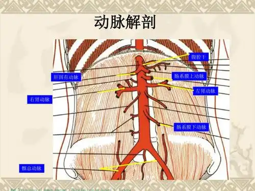 腹主动脉瘤之诊断与治疗