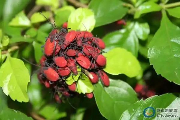 「红椿象」集结栾树 吓坏北市路人