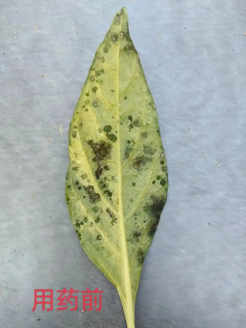 辣椒斑点落叶病,用药5小时内不下雨,一次控制病斑收干,两次消 - 抖音