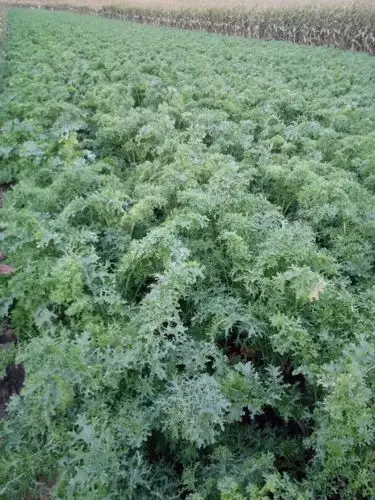 三万斤芥菜眼瞅烂在地里 期待早日卖出