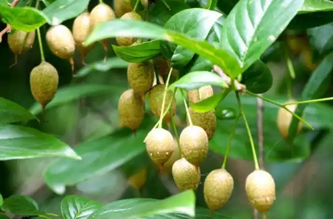 安息香树分布于亚洲东南部至马来西亚,美国东南部至南美洲热带和地