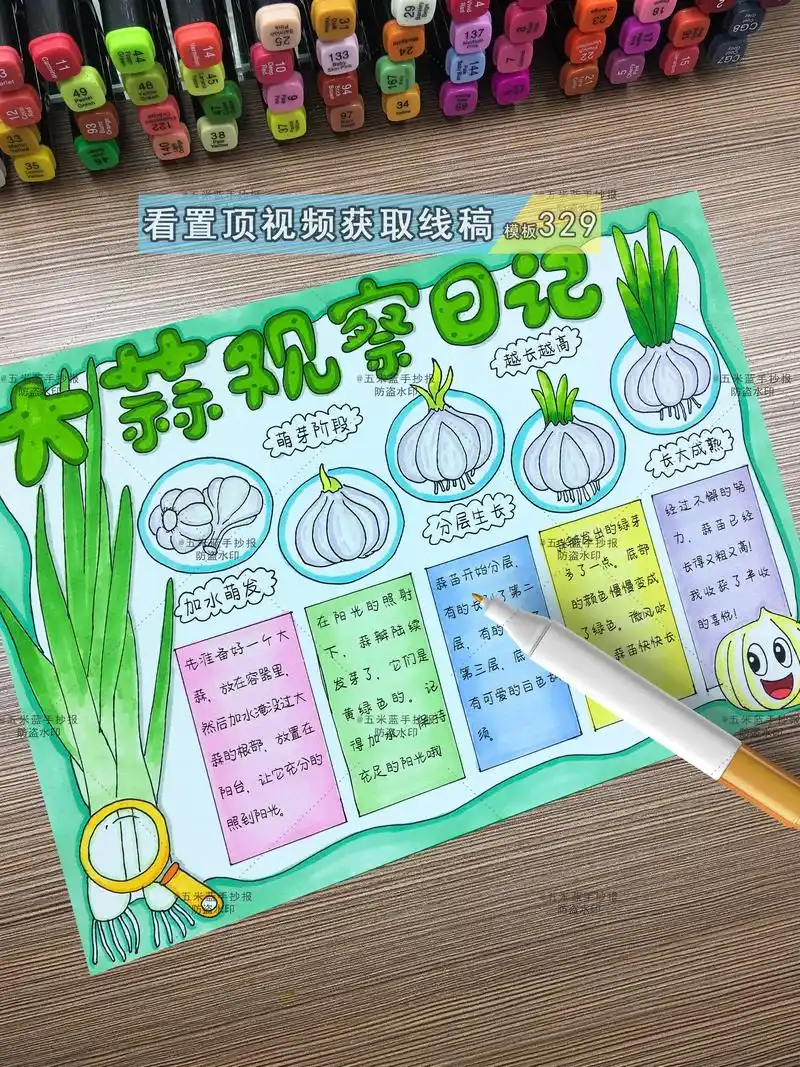 大蒜成长观察日记手抄报.